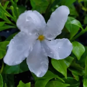2 Pinwheel Jasmine Starter Live Plant, 5-7