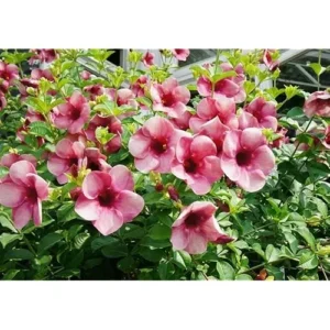 2 Purple Allamanda Plants, Black Cherry Allamanda Vine, Ready to Grow