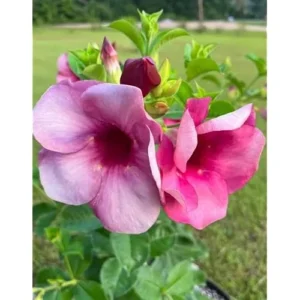 2 Purple Allamanda Plants, Black Cherry Allamanda Vine, Ready to Grow