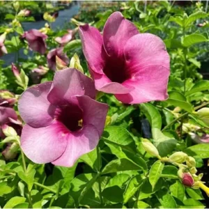 2 Purple Allamanda Plants, Black Cherry Allamanda Vine, Ready to Grow