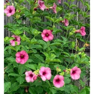 2 Purple Allamanda Plants, Black Cherry Allamanda Vine, Ready to Grow