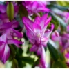 2 Purple Christmas Cactus Plants 3 Inch Pot – 4 to 6 Inches – Live Schlumbergera – Winter Blooming