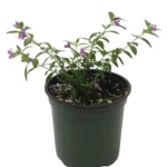 2 Purple Mexican Heather Plants - 4-6" Tall - Cuphea Hyssopifolia - 4" Pot