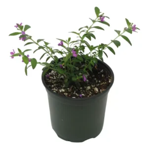 2 Purple Mexican Heather Plants - 4-6