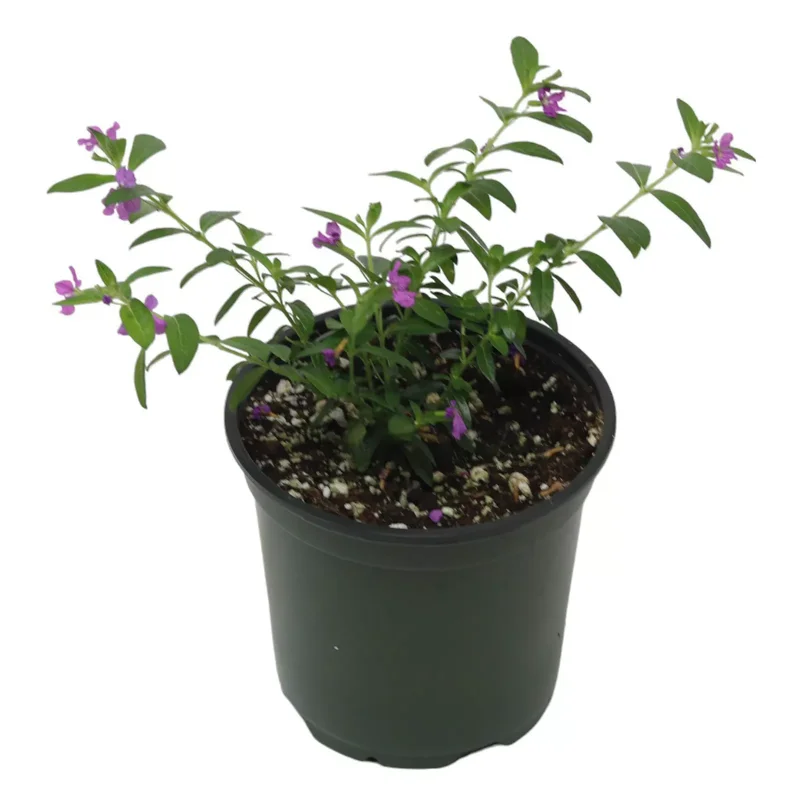 2 Purple Mexican Heather Plants - 4-6" Tall - Cuphea Hyssopifolia - 4" Pot