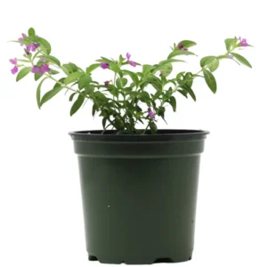 2 Purple Mexican Heather Plants - 4-6