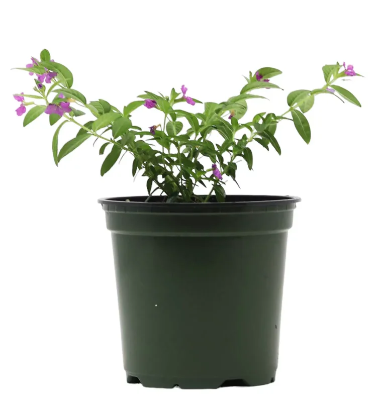 2 Purple Mexican Heather Plants - 4-6" Tall - Cuphea Hyssopifolia - 4" Pot