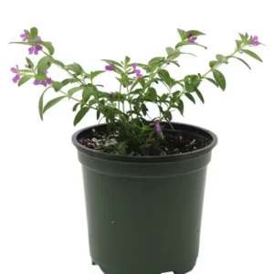 2 Purple Mexican Heather Plants - 4-6