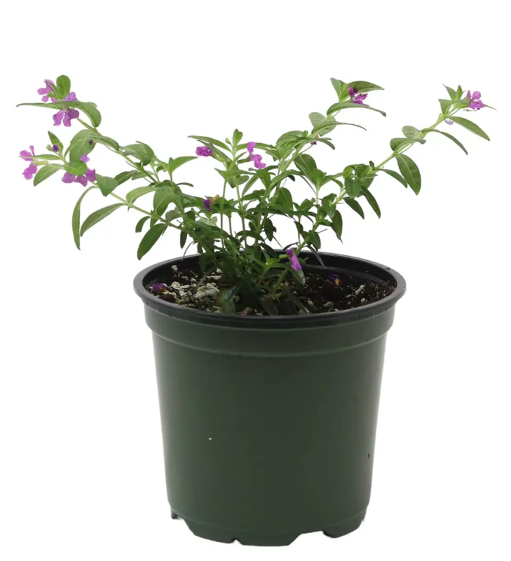 2 Purple Mexican Heather Plants - 4-6" Tall - Cuphea Hyssopifolia - 4" Pot