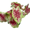 2 Raspberry Caladium Bulbs - Vibrant Shade-Loving Foliage for Gardens