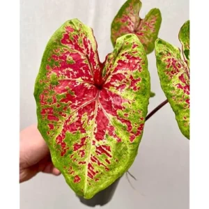 2 Raspberry Caladium Bulbs - Vibrant Shade-Loving Foliage for Gardens