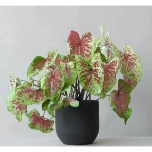 2 Raspberry Caladium Bulbs - Vibrant Shade-Loving Foliage for Gardens