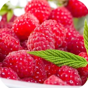 2 Raspberry Nantahala Live Plants – Red Raspberry Bush – Sweet Fruit Tree – 4-8 Inch Tall