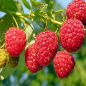 2 Raspberry Nantahala Live Plants – Red Raspberry Bush – Sweet Fruit Tree – 4-8 Inch Tall
