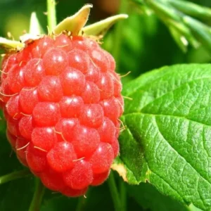 2 Raspberry Nantahala Live Plants – Red Raspberry Bush – Sweet Fruit Tree – 4-8 Inch Tall