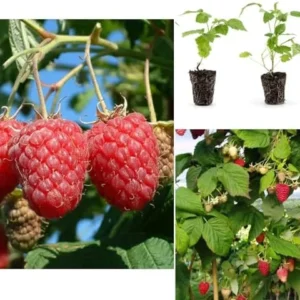 2 Raspberry Nantahala Live Plants – Red Raspberry Bush – Sweet Fruit Tree – 4-8 Inch Tall