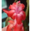 2 Red Christmas Cactus Live Plants 4-6 Inches Schlumbergera Holiday Blooms