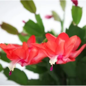 2 Red Christmas Cactus Live Plants 4-6 Inches Schlumbergera Holiday Blooms