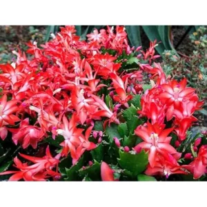 2 Red Christmas Cactus Live Plants 4-6 Inches Schlumbergera Holiday Blooms