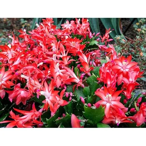 2 Red Christmas Cactus Live Plants 4-6 Inches Schlumbergera Holiday Blooms