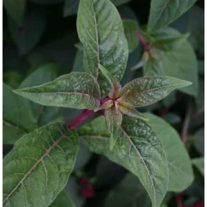 2 Red Jasmine Live Plants, Fragrant Night Blooming Jasmine, Ready to Grow