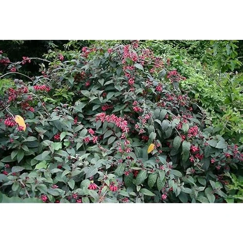 2 Red Jasmine Live Plants, Fragrant Night Blooming Jasmine, Ready to Grow