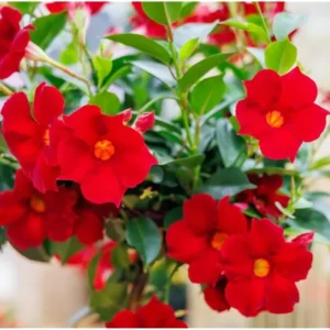 2 Red Mandevilla Vine Live Plants - 10-20 Inch Perennial Climbing Bush