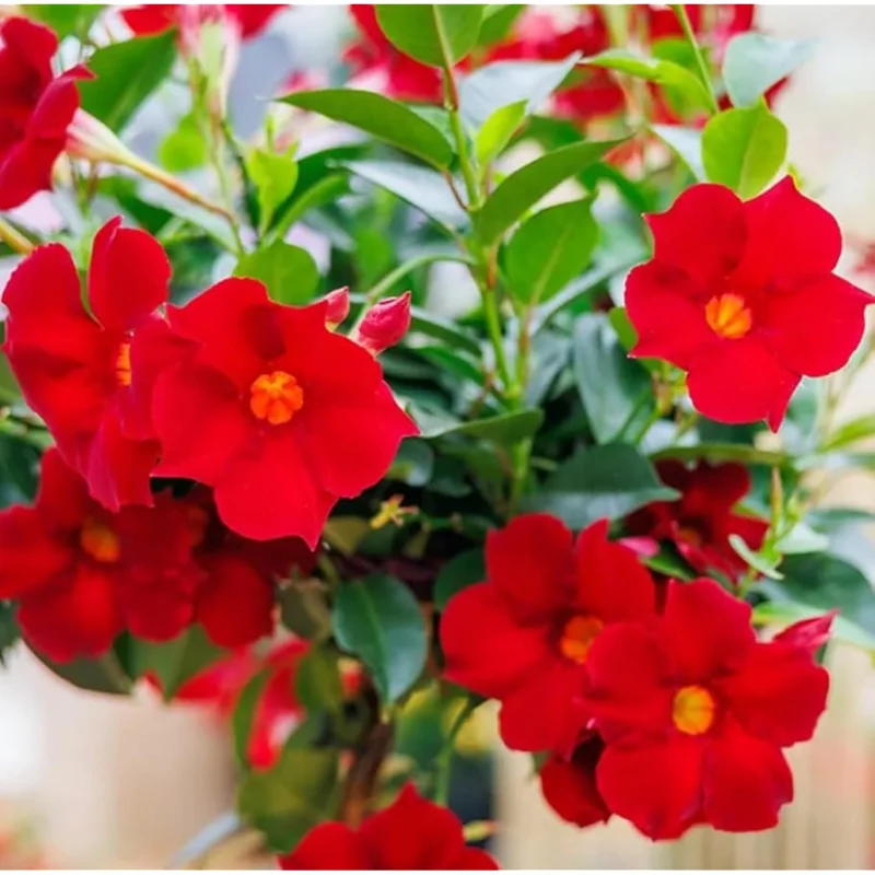 2 Red Mandevilla Vine Live Plants - 10-20 Inch Perennial Climbing Bush