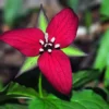 2 Red Trillium (Trillium Erectum) - Perennial Wildflower Bare Root