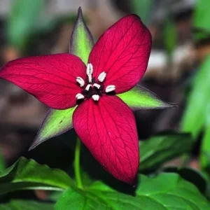 2 Red Trillium (Trillium Erectum) - Perennial Wildflower Bare Root