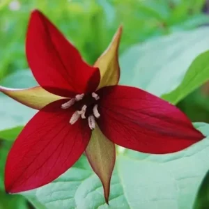 2 Red Trillium (Trillium Erectum) - Perennial Wildflower Bare Root