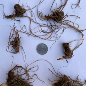 2 Red Trillium (Trillium Erectum) - Perennial Wildflower Bare Root