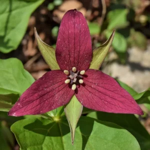 2 Red Trillium (Trillium Erectum) - Perennial Wildflower Bare Root