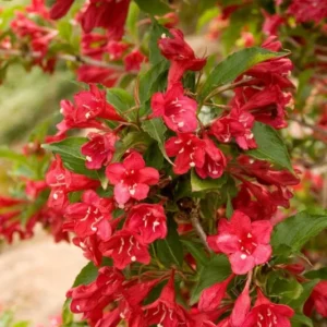 2 Red Weigela Bare Root 1-2’ – Hardy Flowering Shrub for Landscaping