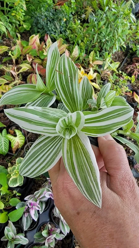 2 Rooted Variegated Wandering Jew Starter Live Plant, 5 Inches Tall, Tradescantia Albiflora