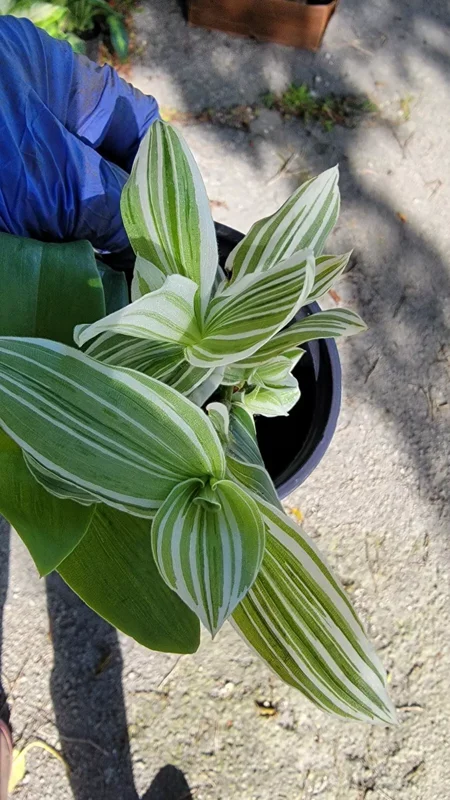 2 Rooted Variegated Wandering Jew Starter Live Plant, 5 Inches Tall, Tradescantia Albiflora