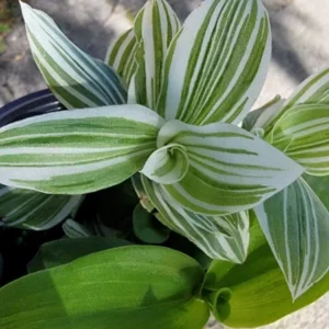2 Rooted Variegated Wandering Jew Starter Live Plant, 5 Inches Tall, Tradescantia Albiflora