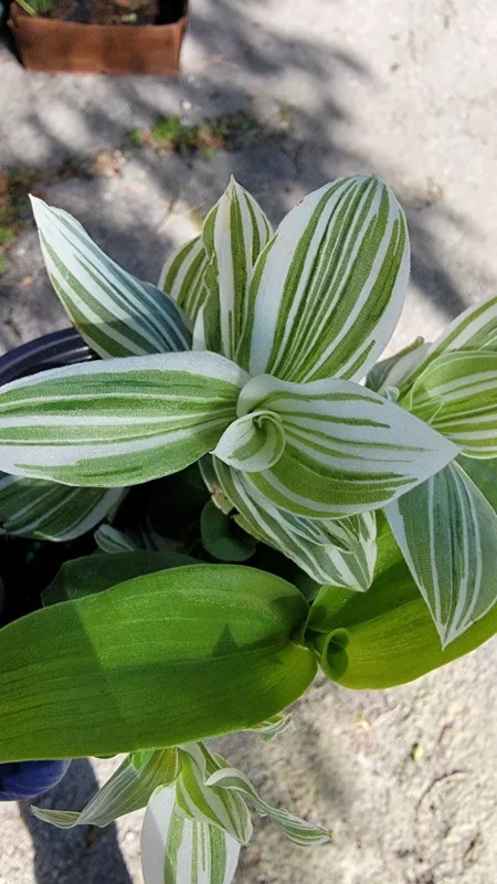 2 Rooted Variegated Wandering Jew Starter Live Plant, 5 Inches Tall, Tradescantia Albiflora