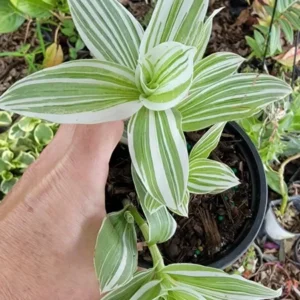2 Rooted Variegated Wandering Jew Starter Live Plant, 5 Inches Tall, Tradescantia Albiflora
