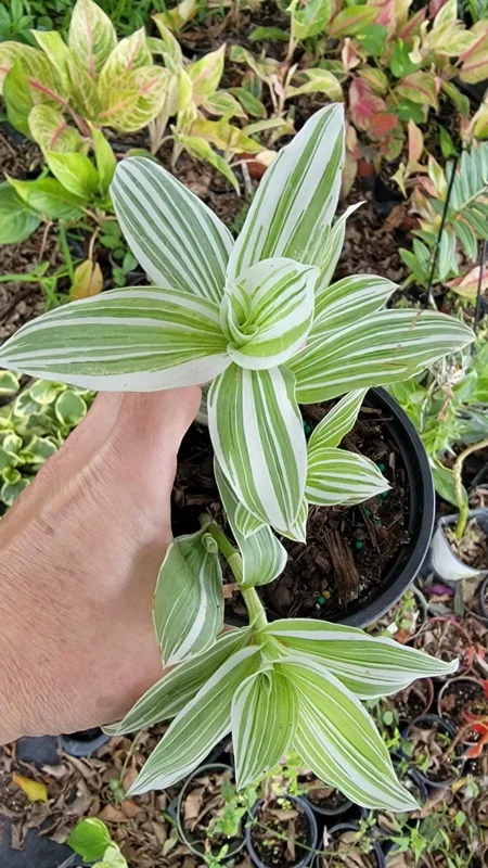 2 Rooted Variegated Wandering Jew Starter Live Plant, 5 Inches Tall, Tradescantia Albiflora