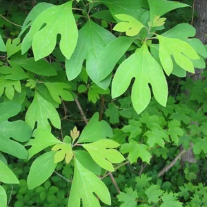 2 Sassafras Tree Bare-root, Deciduous Tree, Vibrant Fall Foliage, 12-18 Inch Tall