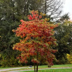 2 Sassafras Tree Bare-root, Deciduous Tree, Vibrant Fall Foliage, 12-18 Inch Tall