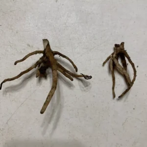 2 Showy Orchids (Galearis Spectabilis) - Perennial Flowering Bare Root