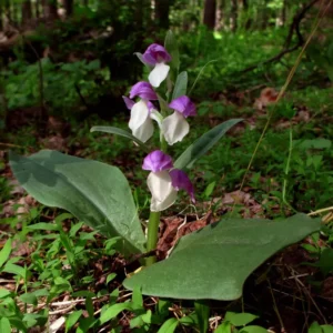 2 Showy Orchids (Galearis Spectabilis) - Perennial Flowering Bare Root