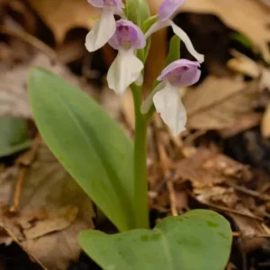 2 Showy Orchids (Galearis Spectabilis) - Perennial Flowering Bare Root