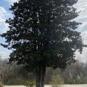 2 Southern Magnolia Tree Bare-root 12-18 Inch Tall - Evergreen - White Flowers - Ideal for Landscaping