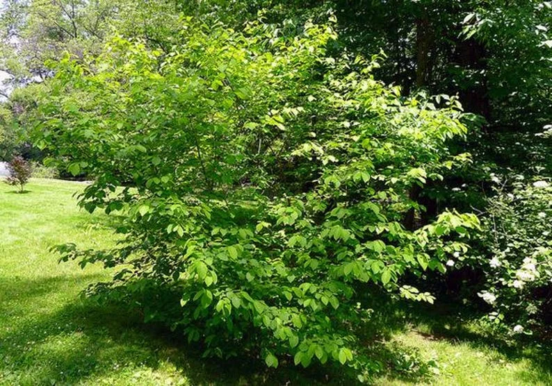 2 Spicebush Bare-root (Lindera Benzoin) – Deciduous Shrub, 6-12 Inch Tall, Yellow Fall Color