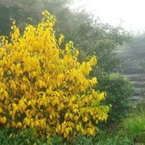 2 Spicebush Bare-root (Lindera Benzoin) – Deciduous Shrub, 6-12 Inch Tall, Yellow Fall Color