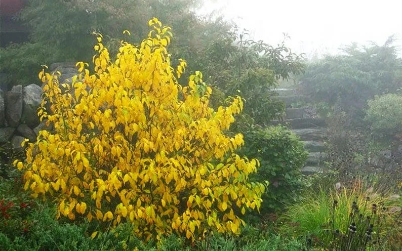 2 Spicebush Bare-root (Lindera Benzoin) – Deciduous Shrub, 6-12 Inch Tall, Yellow Fall Color