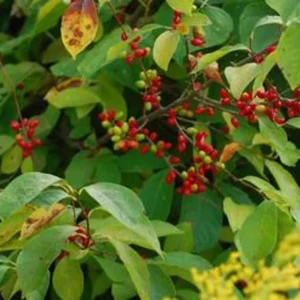 2 Spicebush Bare-root (Lindera Benzoin) – Deciduous Shrub, 6-12 Inch Tall, Yellow Fall Color